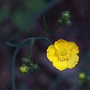 Ranunculus acris