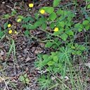 Ranunculus acris