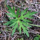 Ranunculus acris
