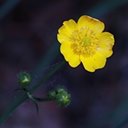 Ranunculus acris