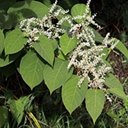 Reynoutria japonica