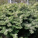 Reynoutria japonica