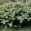 Reynoutria japonica