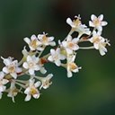 Reynoutria japonica
