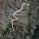 Różnorodność form życia