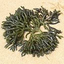 Różnorodność form życia