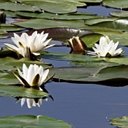 Różnorodność form życia