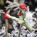 Różnorodność form życia