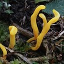 Różnorodność form życia