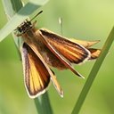 Różnorodność form życia