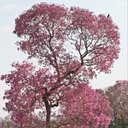 Różnorodność form życia