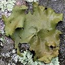 Różnorodność form życia