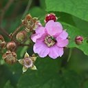 Rubus odoratus