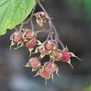 Rubus odoratus