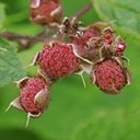 Rubus odoratus