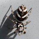 Salticus scenicus