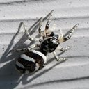 Salticus scenicus