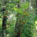 Sambucus racemosa