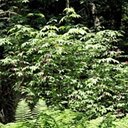 Sambucus racemosa