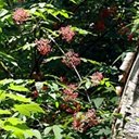 Sambucus racemosa