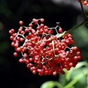 Sambucus racemosa