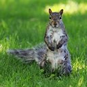 Sciurus carolinensis