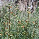 Scrophularia sambucifolia