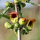 Scrophularia sambucifolia