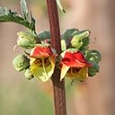 Scrophularia sambucifolia