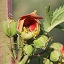 Scrophularia sambucifolia