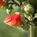 Scrophularia sambucifolia