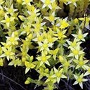 Sedum acre