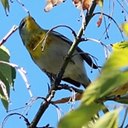 Setophaga americana