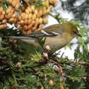 Setophaga castanea