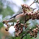 Setophaga castanea
