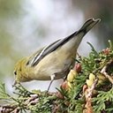 Setophaga castanea