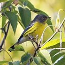 Setophaga magnolia