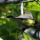 Setophaga magnolia