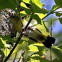 Setophaga ruticilla