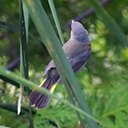 Setophaga ruticilla