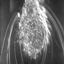 Setopus aequatorialis