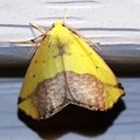Sicya macularia