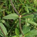 Silene latifolia