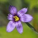 Sisyrinchium montanum