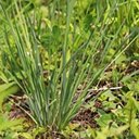Sisyrinchium montanum