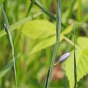 Sisyrinchium montanum