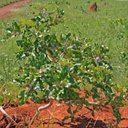 Solanum lycocarpum