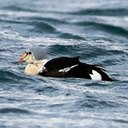 Somateria spectabilis