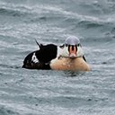 Somateria spectabilis