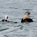 Somateria spectabilis